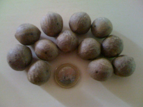 graines jubutiaxbutia.JPG