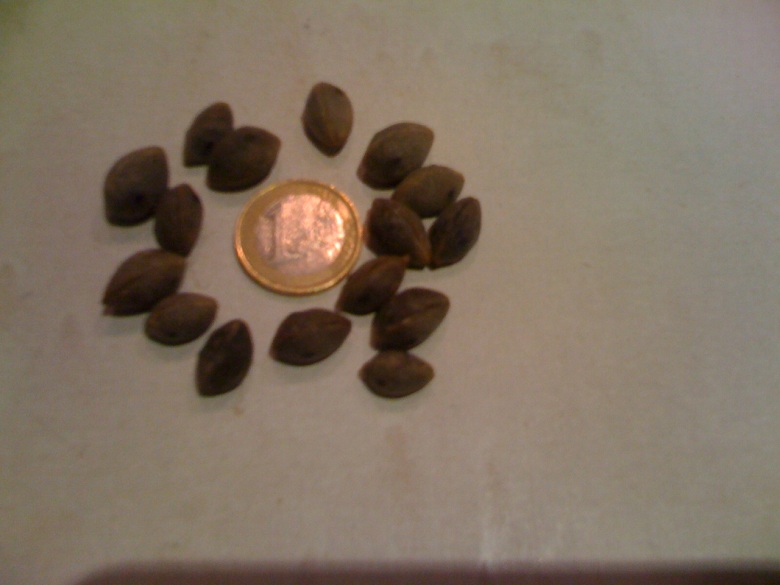 graines b paraguayensis.JPG