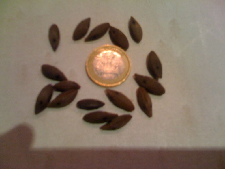 graines b paraguayensis x syagrus.JPG
