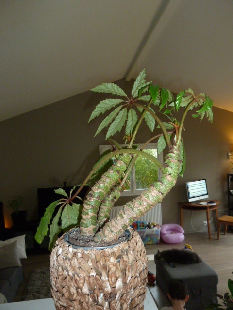 P1000907.jpg