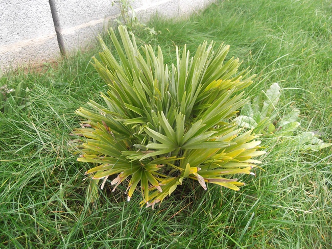 chamaerops humilis vulcano