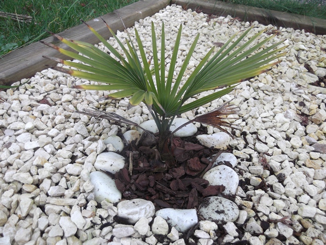 trachycarpus princeps