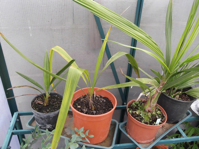brahea edulis, butia eriospatha, x butyagrus nabonnandi