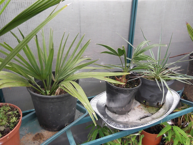 sabal palmetto, trachycarpus takil, yucca aloifolia