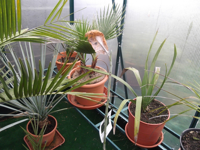 sabal domingensis, washingtonia robusta, yucca rigida et on aperçoit livistona mariae
