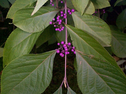 Callicarpa giraldiana