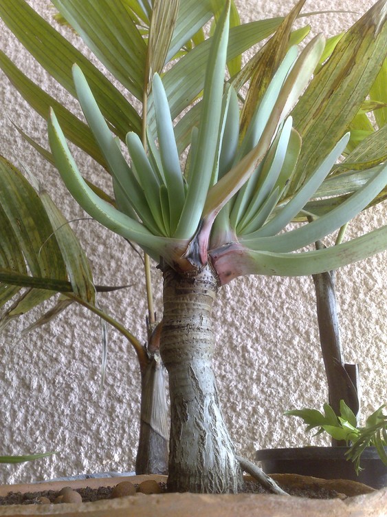 A plicatilis.jpg