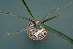 actites (250x166).jpg