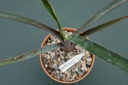 actites_02 (250x166) (2).jpg
