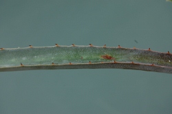 actites_04 (250x166).jpg