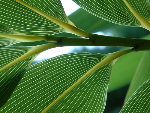 Sasa palmata fait jouer la transparence