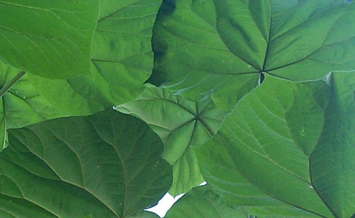 paulownia aux allures  tropicales