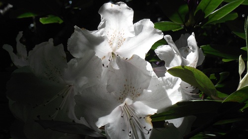 DSCF0482.JPG
