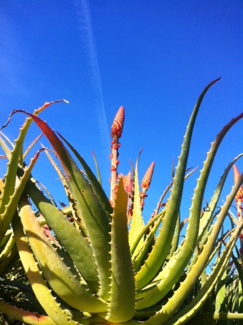 Aloe id.JPG