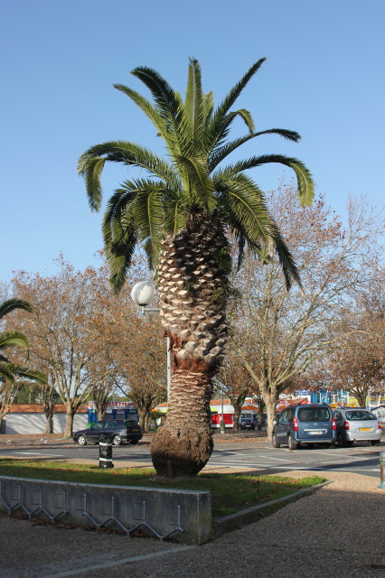 Phoenix canariensis 1 20121114_9484_1_1.JPG