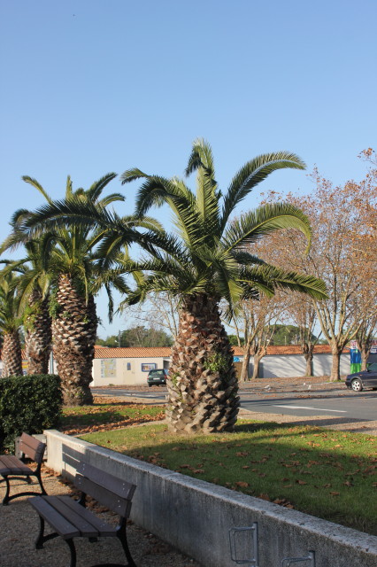 Phoenix canariensis 2 20121114_9492_1_1.JPG