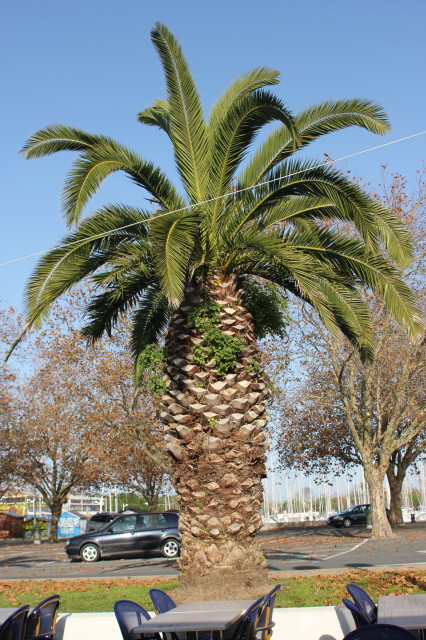 Phoenix canariensis 3 20121114_9500_1_1.JPG