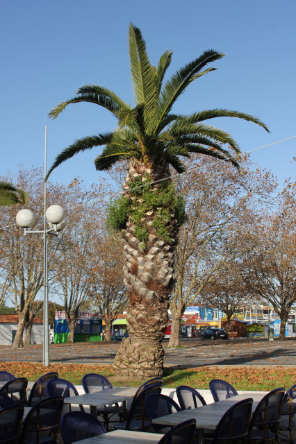 Phoenix canariensis 4 20121114_9507_1_1.JPG