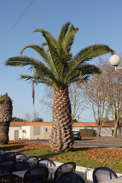 Phoenix canariensis 5 20121114_9514_1_1.JPG