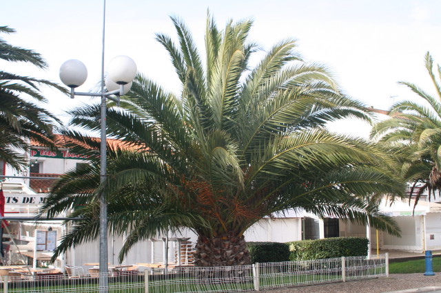 Phoenix canariensis 5 20070216_0023_1.JPG