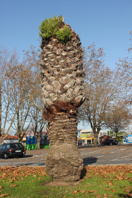 Phoenix canariensis 6 20121114_9523_1_1.JPG