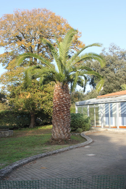 Phoenix canariensis 20121114_9593_1_1.JPG