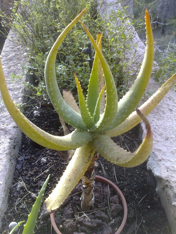Aloe sp 2.jpg