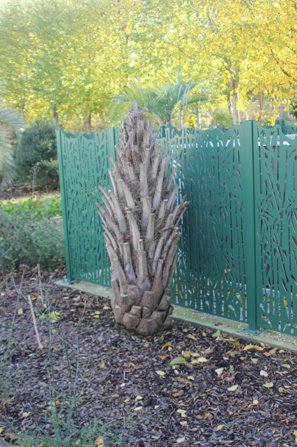 Butia odorata 1 20121122_9690_1.JPG