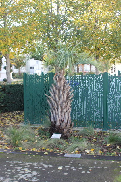 Butia odorata 2 20121122_9702_1.JPG