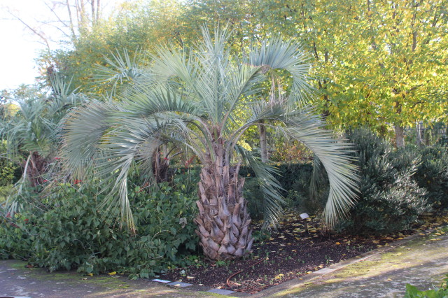 Butia odorata 3 20121122_9706_1.JPG