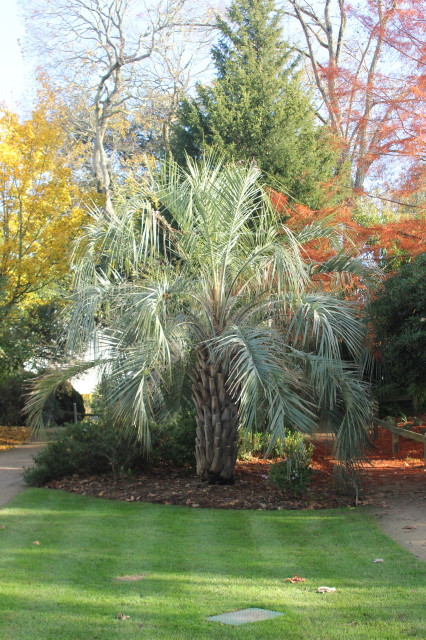 Butia odorata 6 20121122_9768_1.JPG