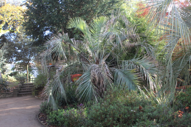 Butia odorata 7 20121122_9775_1.JPG