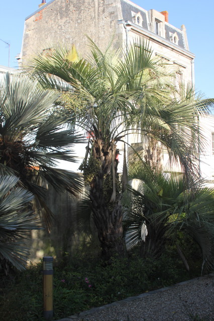 Butia yatay 1 20121122_9684_1.JPG