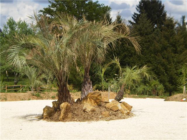 butia X3 PLACE2.jpg