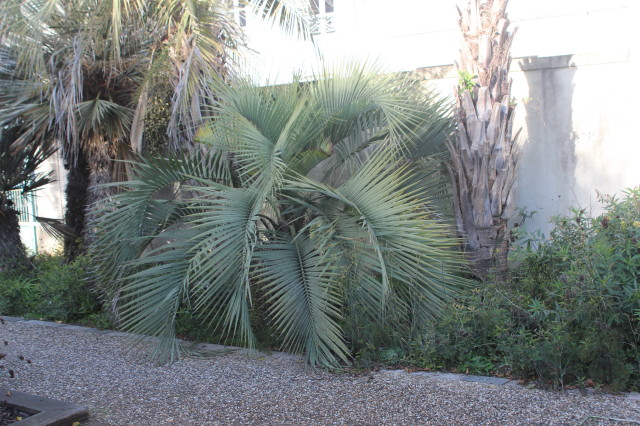 Butia yatay 4 20121122_9698_1.JPG