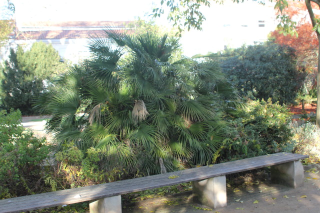 Chamaerops humilis 20121122_9797_1.JPG