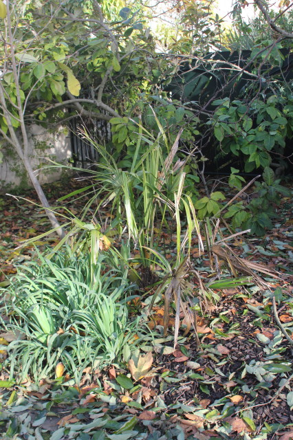 Rhapidophyllum hystrix 20121122_9732_1.JPG