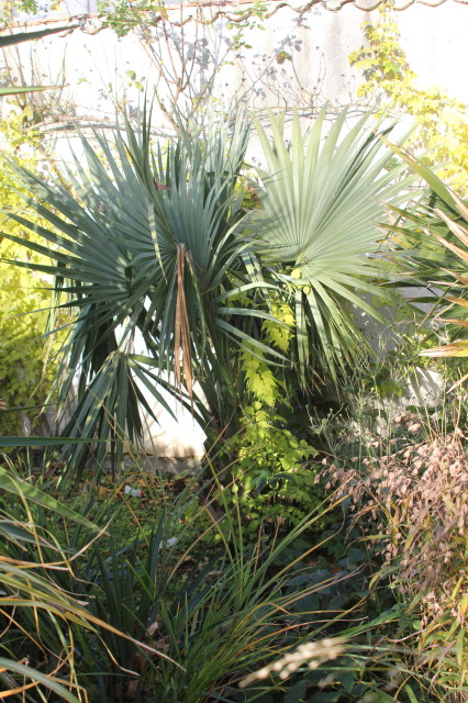 Sabal sp 1 20121122_9757_1.JPG