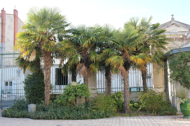 Trachycarpus fortunei 4 à 10 20121122_9814_1.JPG