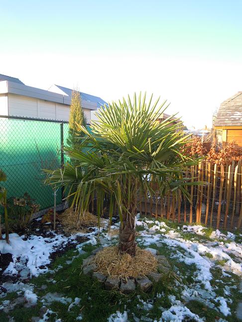 palm 08.12.jpg