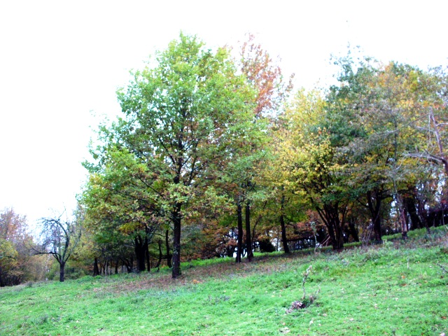 HPIM1206.JPG