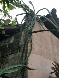 bali 0776 (188x250).jpg