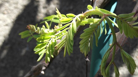 Débourrage chez caesalpinia japonica