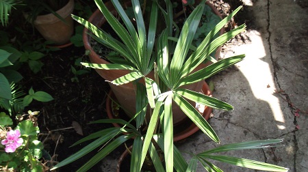 1)Raphidophyllum hystrix