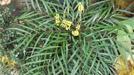 Mahonia eurybracteata&quot;soft caress&quot;.<br />N'est-il pas sympa?