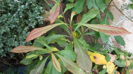 Franklinia alatahama(!)