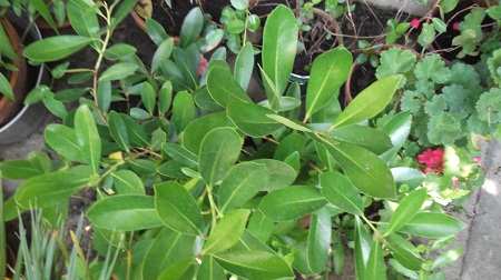 Gordonia axillaris.Jamais vu nulle part!