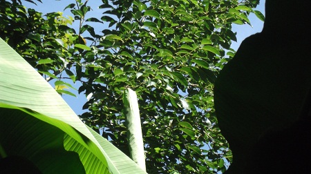 La photo n'est pas très probante mais on voit bien les feuilles ;