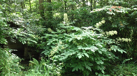 En Juin:une belle plante vivace à l'allure exotique.Ce pied revient fidèlement depuis plus de 20 ans.Il fait de petits fruits noirs en automne puis disparaît totalement en hiver!Il serait canadien..