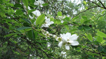 Exochorda racemosa
